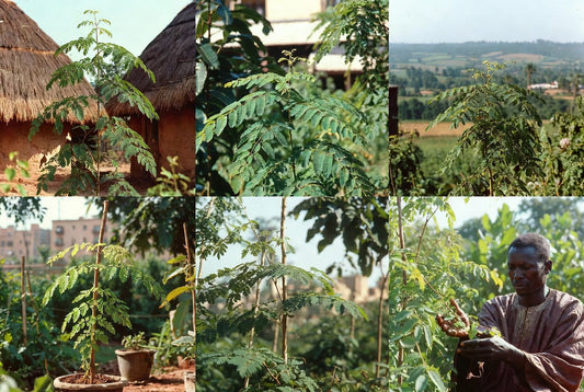 Le moringa dans la médecine traditionnelle de différentes cultures